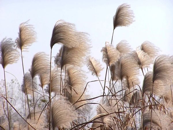 Tall, feathery grass heads swaying gently against a pale sky.
