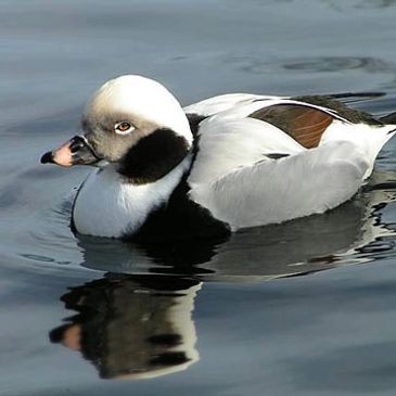 Badfish Sportfishing Charters :Sea Duck Hunting