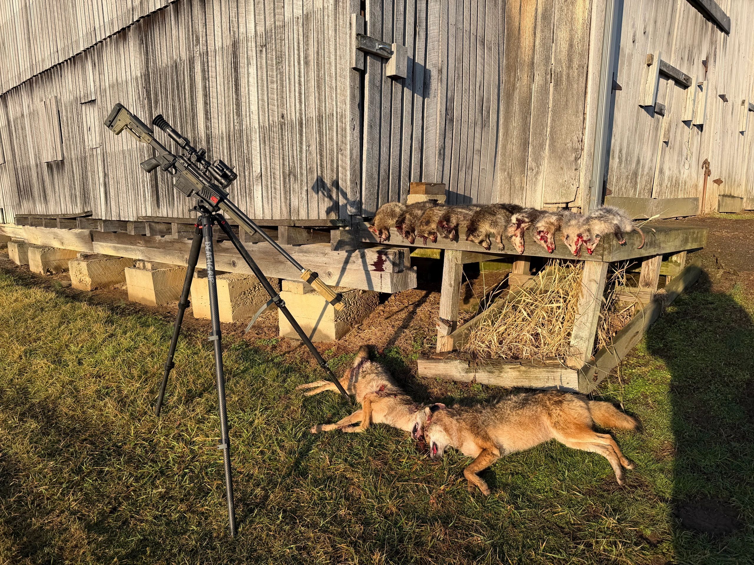 Harvested coyotes, raccoons, and possums displayed by an agricultural barn next to a precision hunti