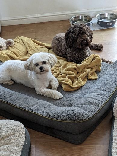 Comfortable sofa time for boarding dogs near Barnet.