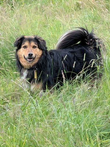 Enriching outdoor walks for Barnet boarding dogs