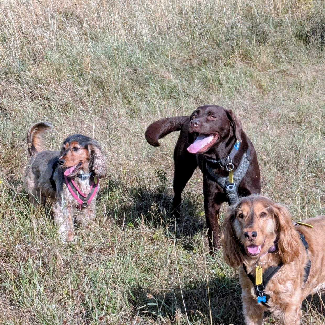 Three happy dogs standing in a grassy field.