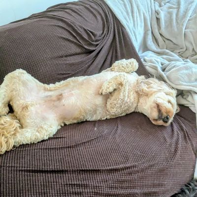 Licensed home-based daycare and boarding Radlett