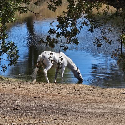 White horse drinking water from a lake.