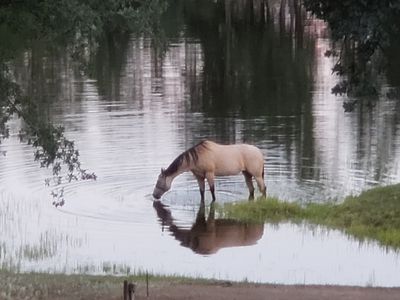 A horse in white color standing and drinking water