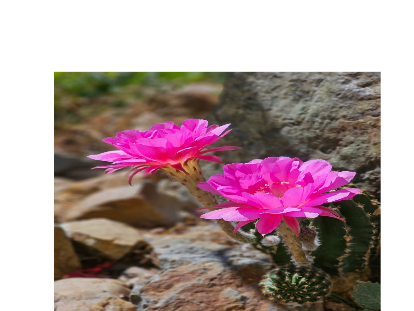 Experienced trauma therapist