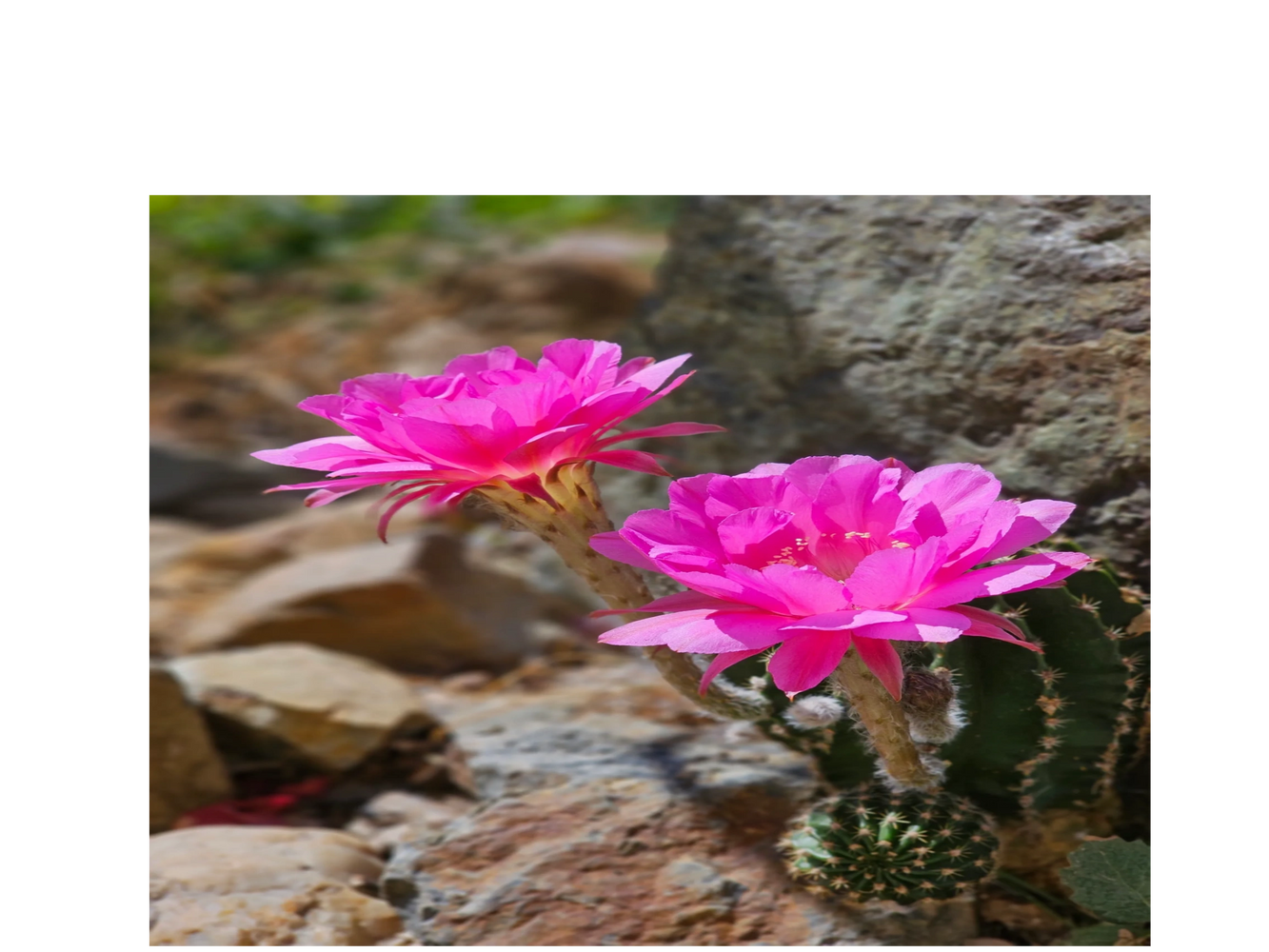 Experienced trauma therapist