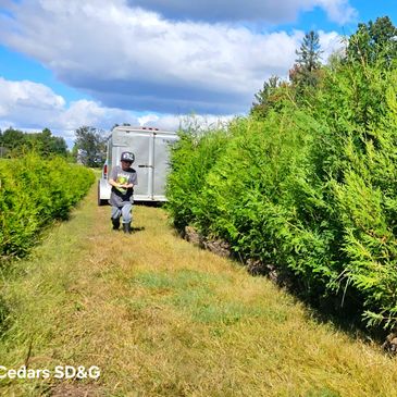 Image showing sustainable tree farming from Cedars SD&G tree farm in Ottawa with bright blue sky's