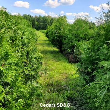 Tree farm, hedge Cedars SD&G showcasing dark green 6 and 7 foot cedar trees for sale & hedge services