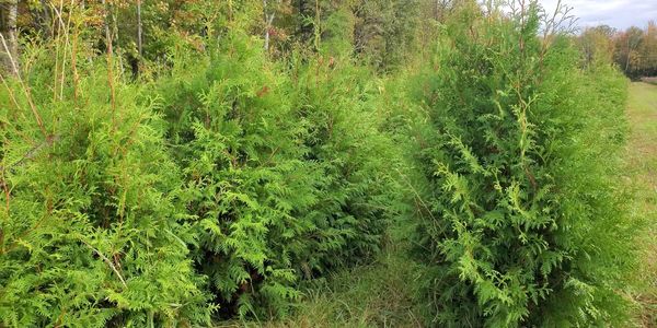 Cedar tree farm Cedars SD&G showcasing their superior quality white cedar hedges in Ottawa for sale a