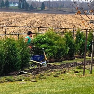 Ottawa tree planting service Cedars SD&G Hedge planting 6 foot cedars along a black chain-link fence
