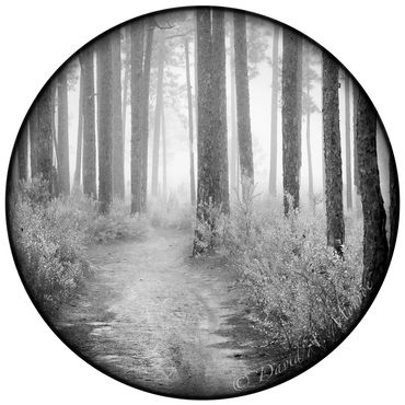 The image artery on David Monroe's Portals of intent website Gallery and online store