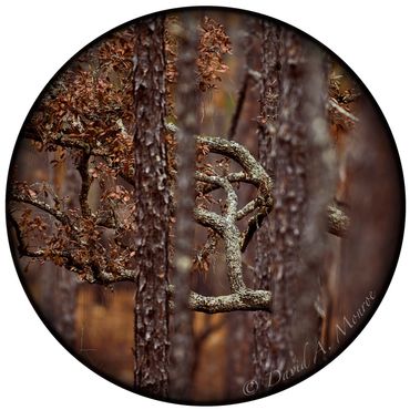 The image Dancing with your pillars on David Monroe's Portals of intent website Gallery and online s