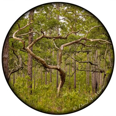 The image flow on David Monroe's Portals of intent website Gallery and online store