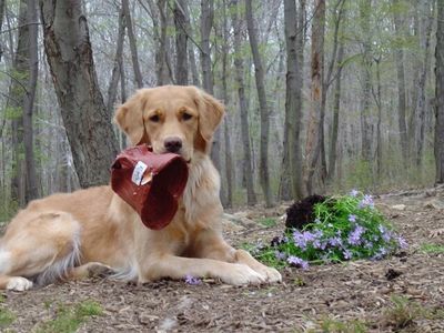 Dog Behavior Training New Jersey