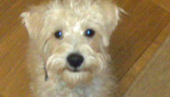 Small dog training New Jersey