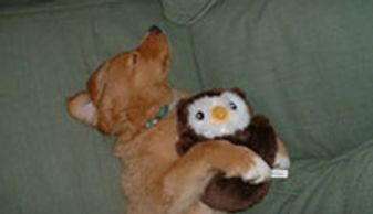 Puppy and Dog Trainer New Jersey