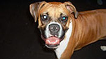 Bad Dog Behavior Training New Jersey