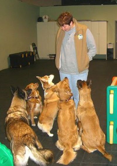 Dog Obedience Trainers New Jersey