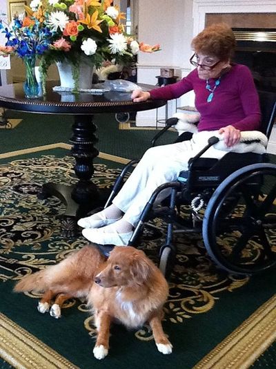 Therapy Dog Training New Jersey