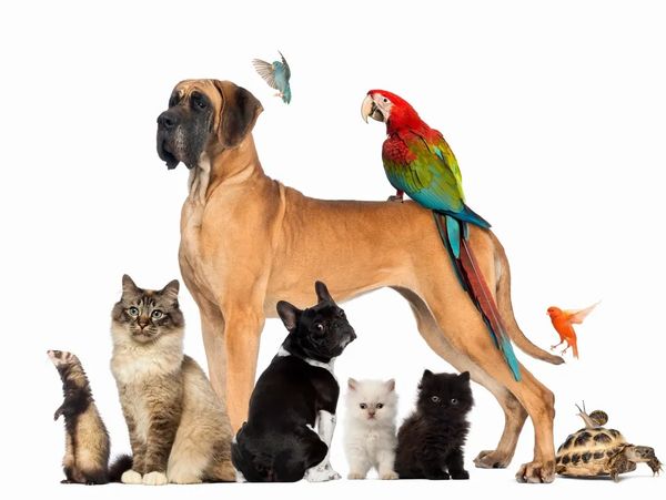 A diverse group of pets including dogs, cats, birds, a ferret, and a turtle.