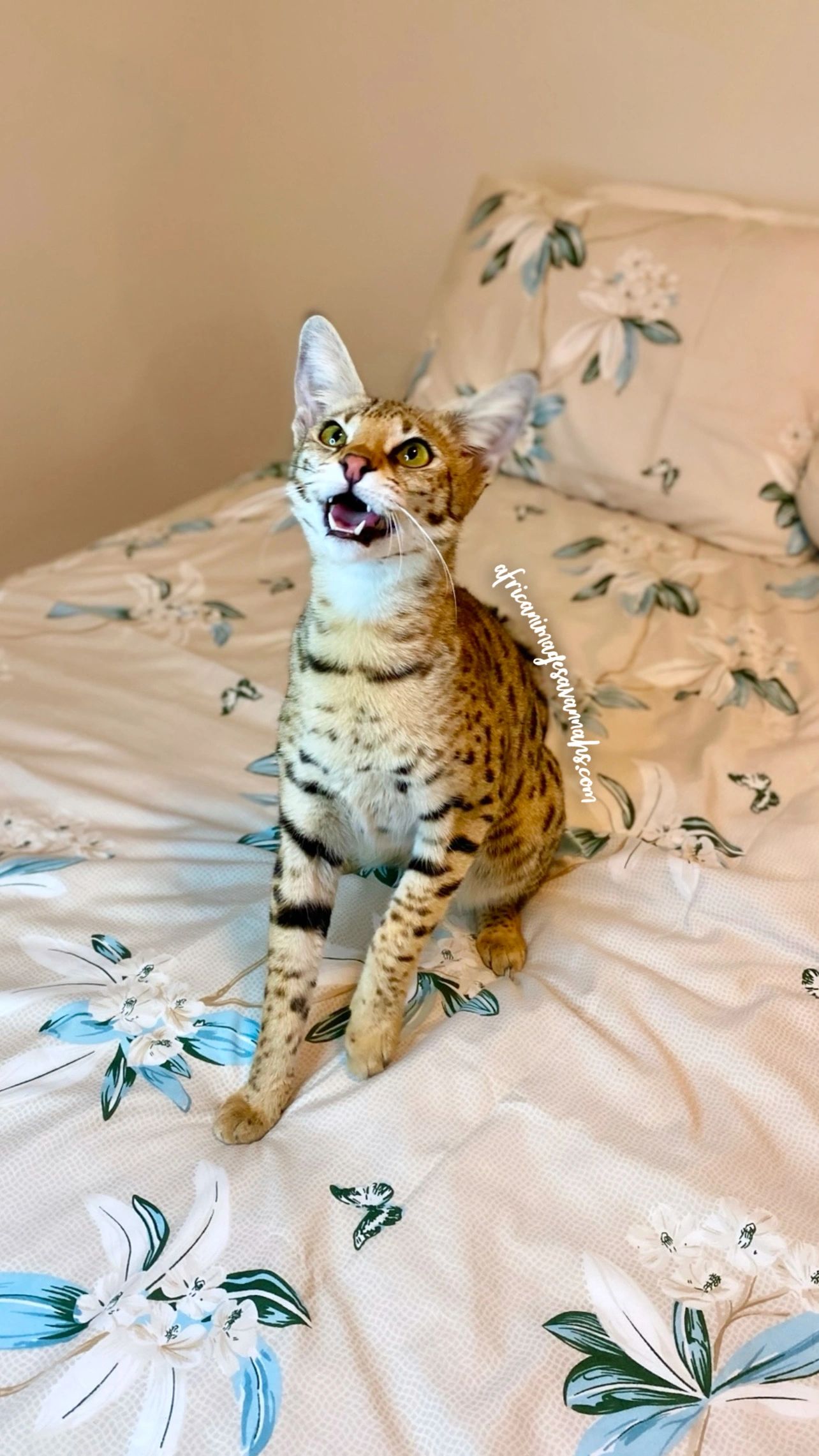 Savannah kittens for sale