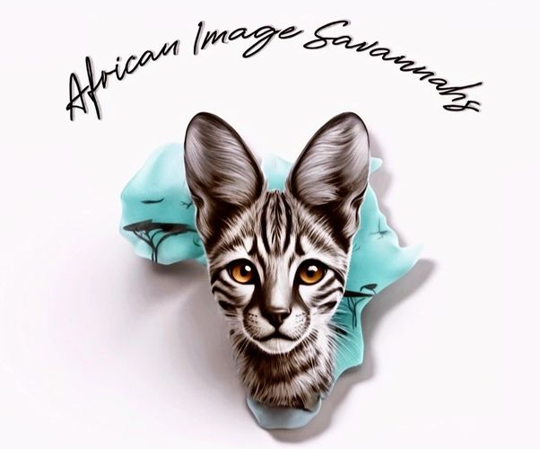 Savannah cats for sale
Savannah kittens
F1 Savannahs
F1 Hybrids
Savannah kittens for sale