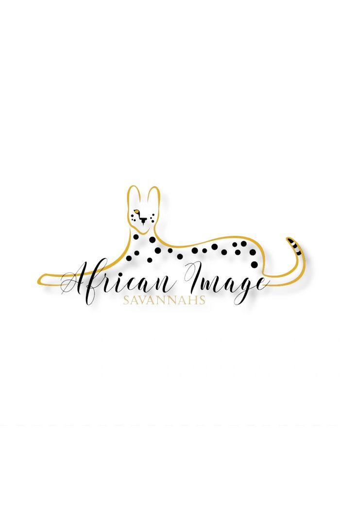 #savannahcat #f1savannahcatforsale Savannah kittens for sale serval kittens for sale