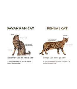 Savannah Cat VS Bengal Cat