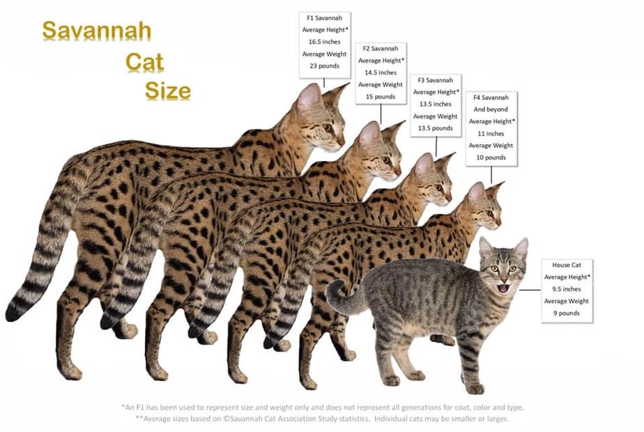 Savannah Cat Size Chart