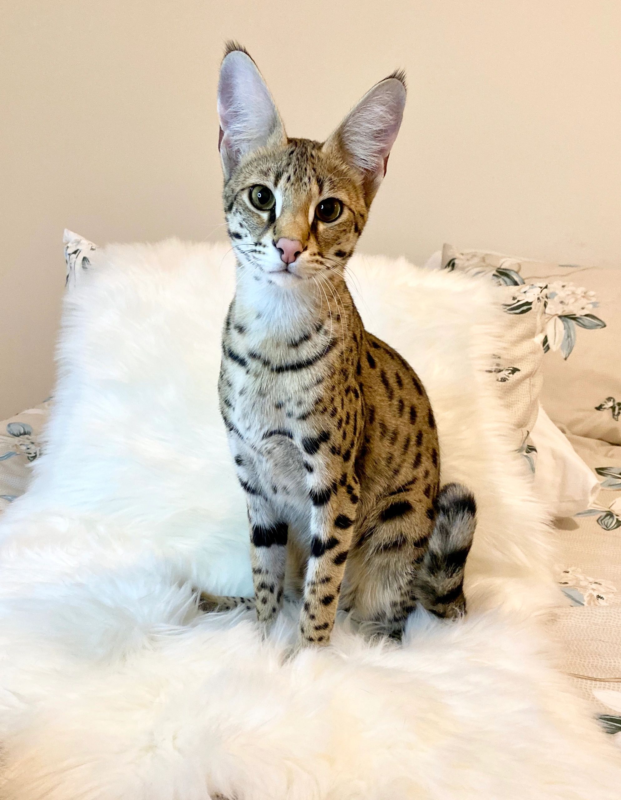 Serval