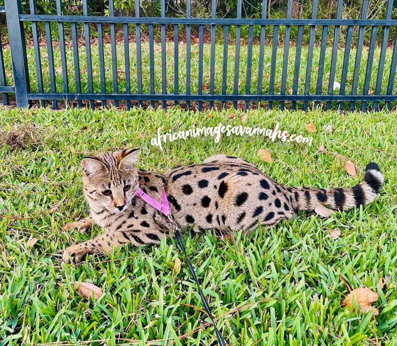 Iwanna Savannah Cats
Iwannahsavannah.com