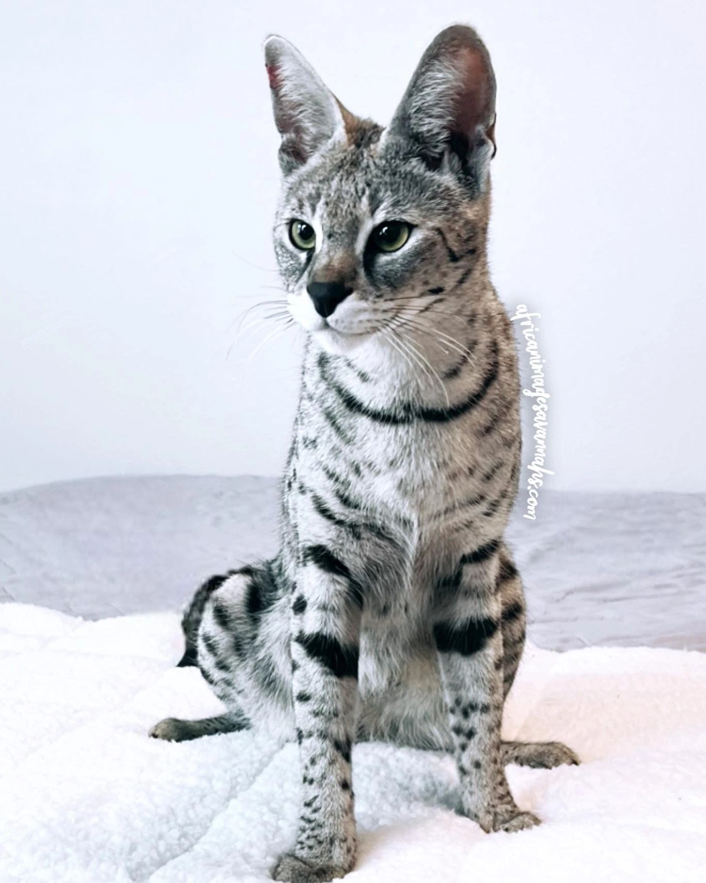 Silver Savannah cat
White Savannah cat
Snow Savannah cat