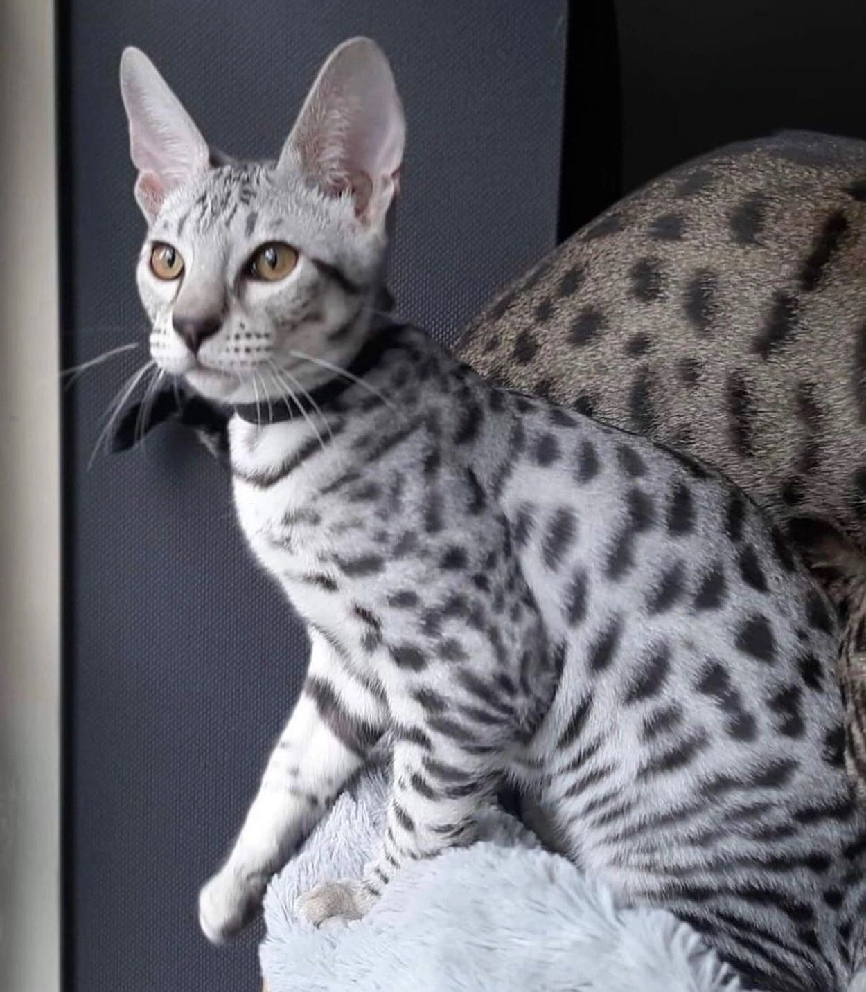 “Silver savannah cats for sale”  “Seattle Savannah Cats” “Seattle Savannahs”