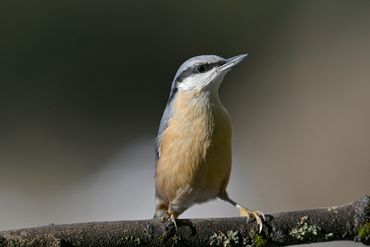 Common Eurasian Nuthatch