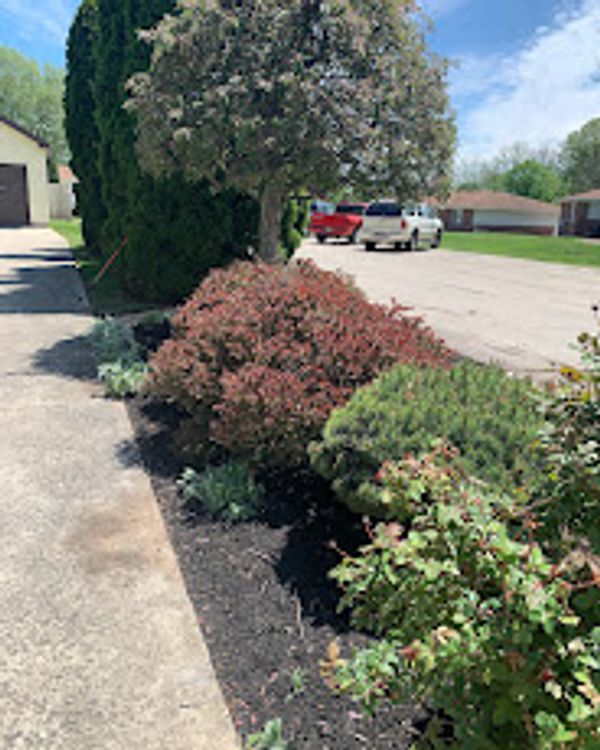 A landscaped garden bed with various shrubs and a tree beside a driveway.