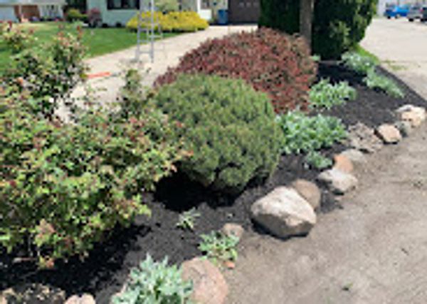 A landscaped garden bed with various shrubs and rocks.