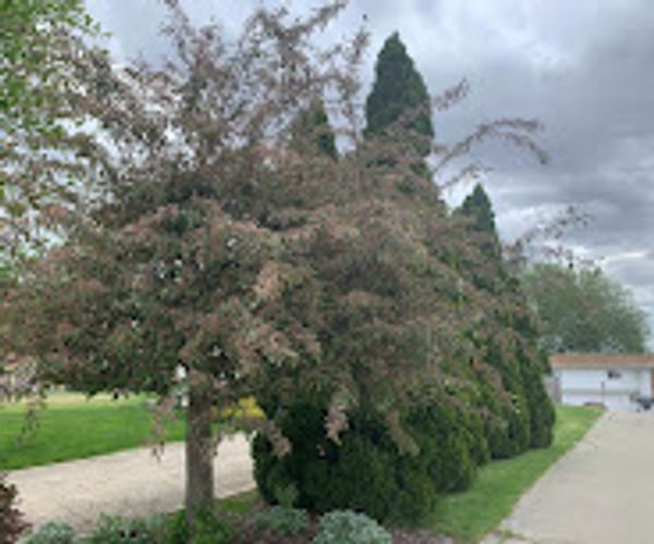 A row of tall evergreen trees and a leafy tree on a suburban street.