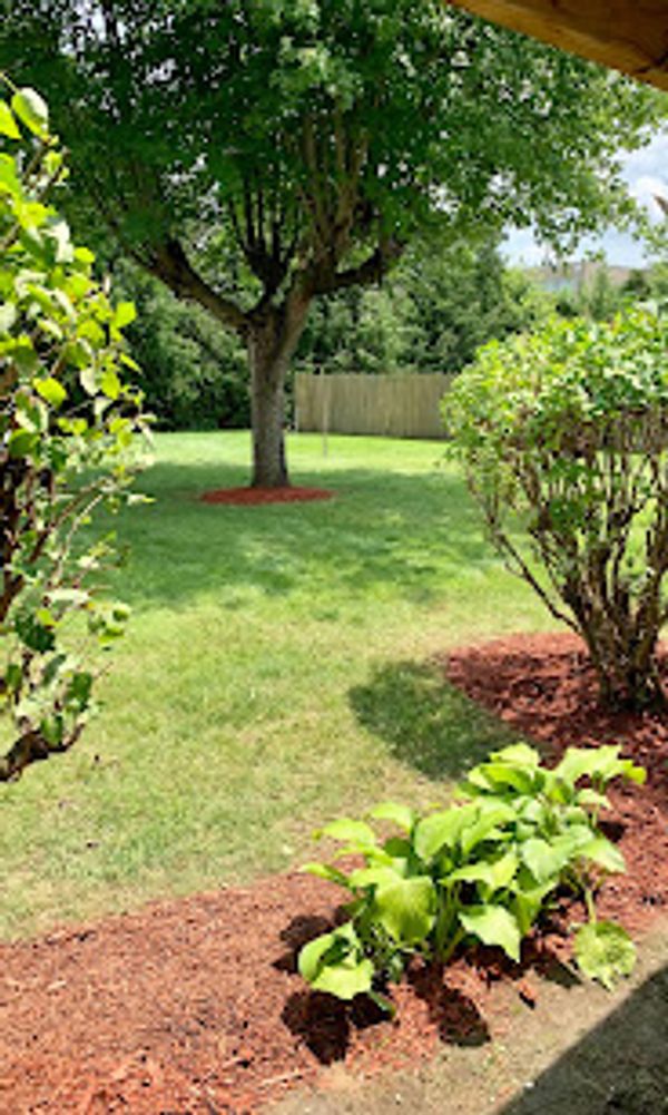 A sunny garden with green grass, a tall tree, and neatly mulched plants.