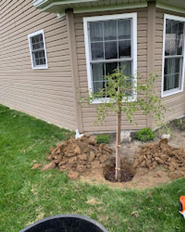 Newly planted young tree beside a house with dug-up soil around it.