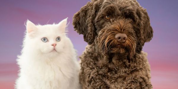 Perro y Gato en el Atardecer.