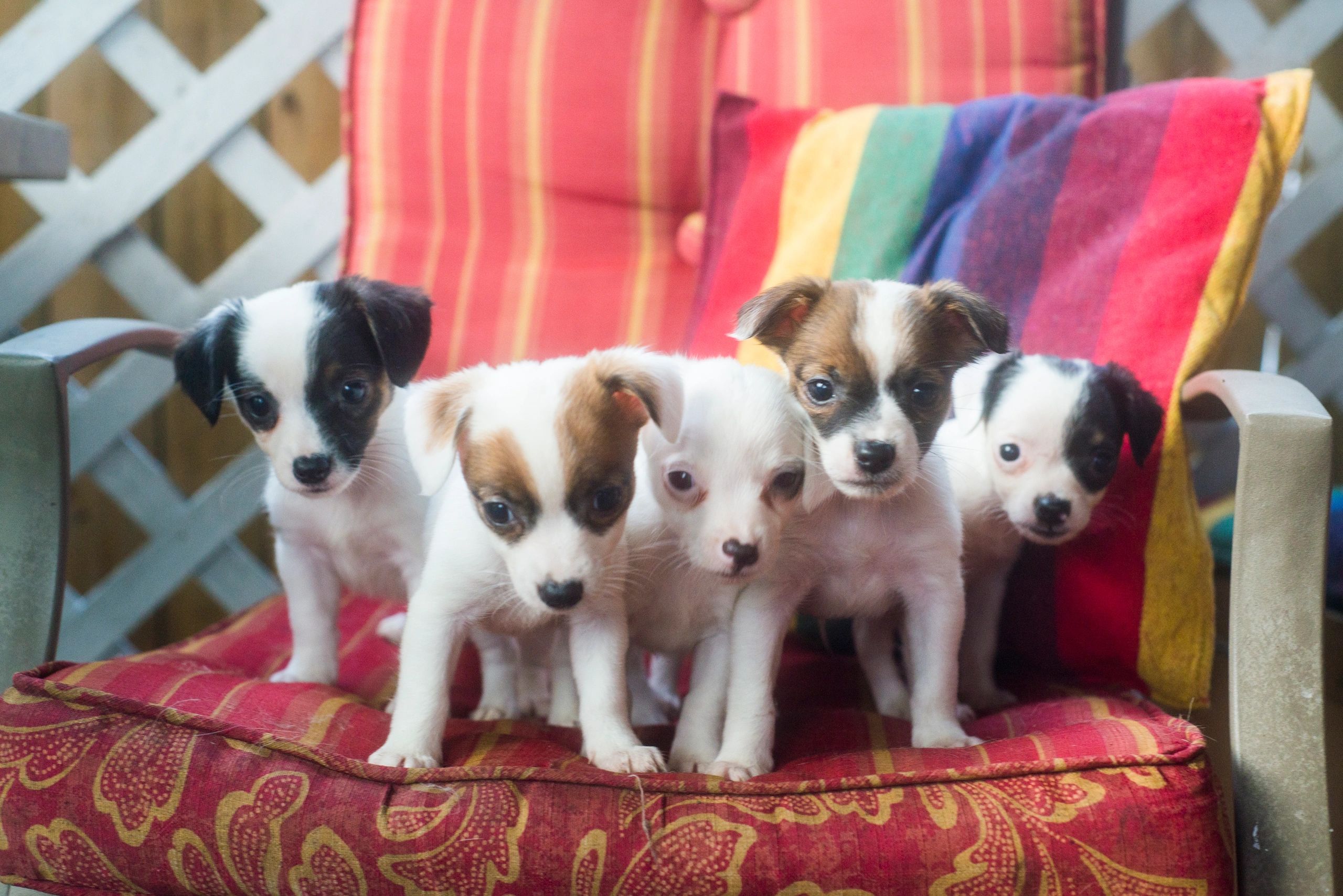 Pittsburgh Animal Shelter - The Foster Farm
