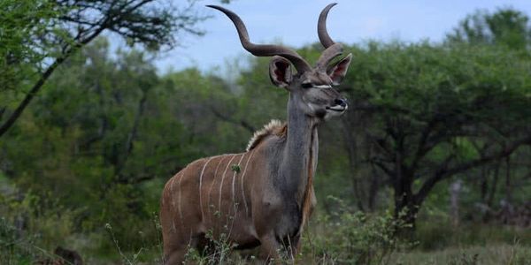 Diversity is not just in creatures