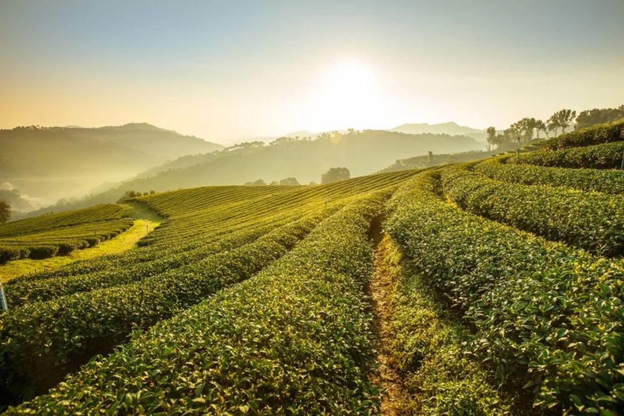 Sunrise Over Terraced Green Tea Plantation Hills