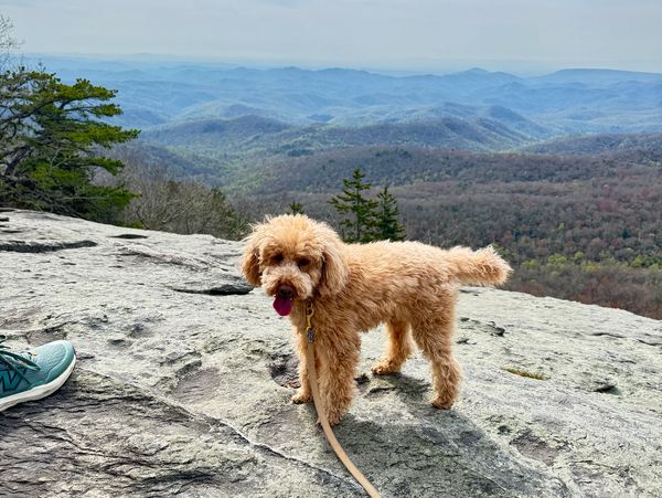 A fluffy dog standing on a rocky mountain ledge with scenic hills in the background.