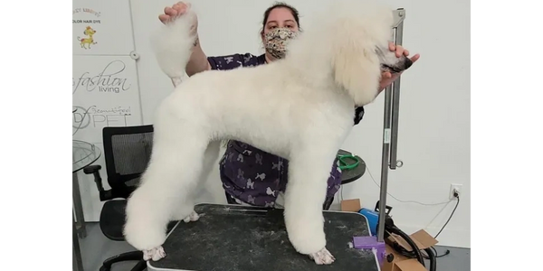 A groomer styling a white poodle on a grooming table.