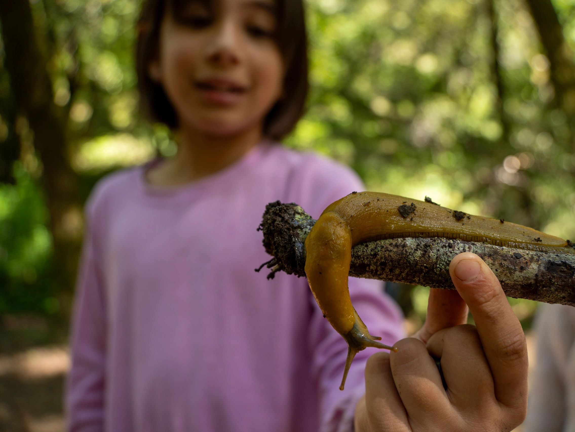Child holding a large yellow slug on a stick in a forest.