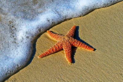 Orange starfish on sandy beach near ocean foam.