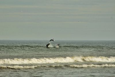 Dolphins frolicking in the surf off the coast of the 4x4 beaches in Corolla, NC