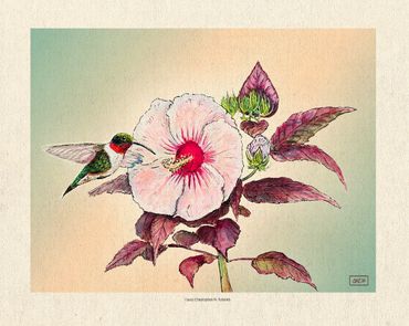 Hummingbird & Hibiscus, watercolor w/ gouache and pen